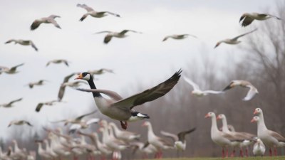 Why the Local Geese Are Probably Plotting Based on the Wind