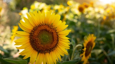 Why Sunny Days Make You Cancel Plans Without Guilt