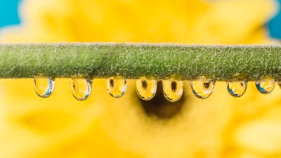 How Dew Point Predicts What the Day Will Feel Like