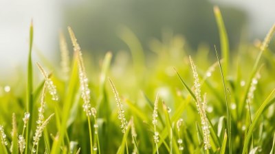 Why Dew Point Is a More Accurate Measure of Comfort