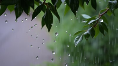 What Gentle Rain Teaches Us About Patience and Presence