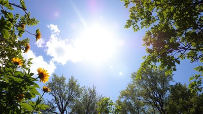 Sunny Days Are That Friend Who Smiles Through Chaos