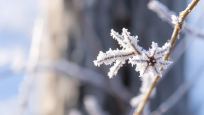 Frost Acts Shy But Knows Exactly What It’s Doing