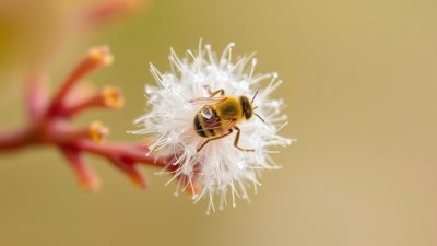 How Pollen Quietly Takes Over Your Entire Personality
